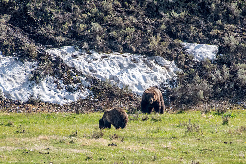 Grizzly bears (male and female) in the Yellowstone Ecosystem in western USA, of North America. Nearest cities are Gardiner, Cooke City, Bozeman, Montana, Cody and Jackson Wyoming, Salt Lake City,Utah and Denver, Colorado.