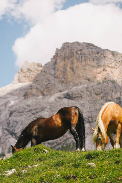 istock Horses relaxing in grassy meadow 1501206089