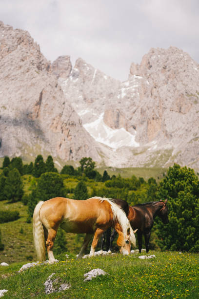 istock Horses relaxing in grassy meadow 1501206734