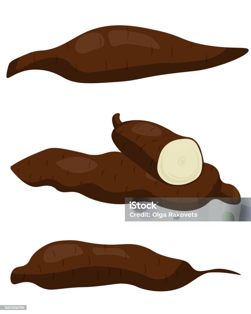 Strachy Roots Yucca Root Set Brown Starchy Root Whole And Half Stock Illustration ...