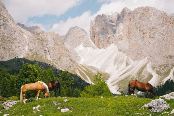 istock Horses relaxing in grassy meadow 1501206832