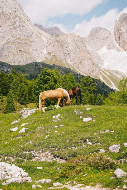Mountains in distance