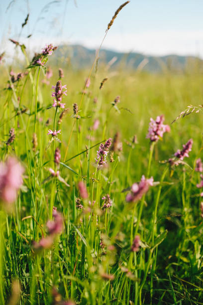 istock Wild pink blossoms in mountain meadow 1501206905