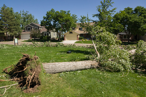 On June 23, 2023, near Broadway and Highway C-470 in Highlands Ranch, Colorado, damage remains from an F-1 tornado where high winds toppled trees, pounded homes, vehicles and property after a violent thunderstorm passed the day before on June 22. Fallen trees remain uprooted in Springer Park with homes in the background.
