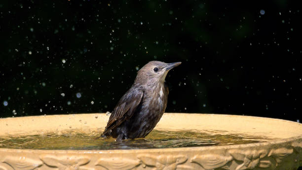istock Female starling in a birdbath. 1501208517