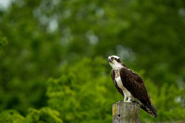 istock Selective focus shot of an osprey perched atop a wooden post 1501208520