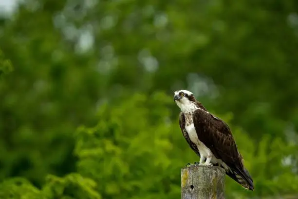 Photo of Selective focus shot of an osprey perched atop a wooden post