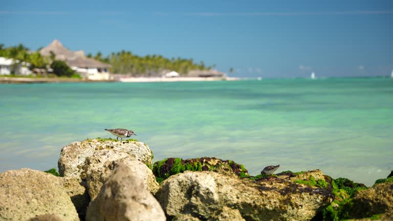 Small grey seagulls eat green moss on stones on a tropical beach with turquoise water. Beautiful Caribbean landscape with blurred copy space background