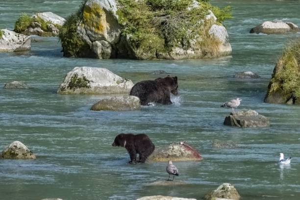 アラスカの川で鮭を釣るハイイログマの赤ちゃん - bear salmon alaska cub ストックフォトと画像