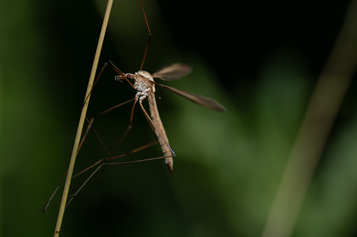 Crane fly, daddy-longlegs, Pachyrhina crocata in grass hanging in sunset light