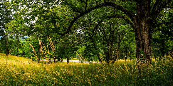 Green forest with curved maple tree trunks and mature tall wild grasses. Hudson Valley summer landscape in Upstate New York.