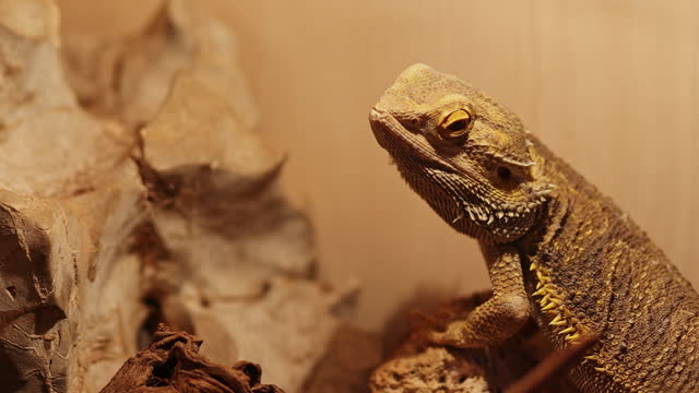 Close-up of reptile resting in terrarium