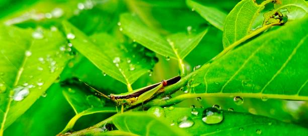 istock Green grasshopper on a green leaf 1501212752