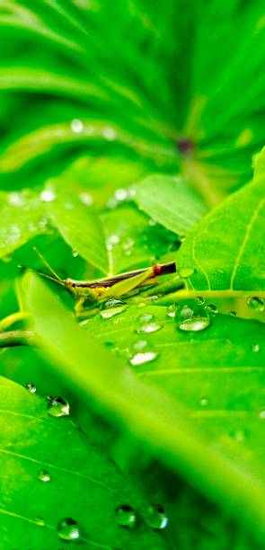 istock Green grasshopper on a green leaf 1501212776