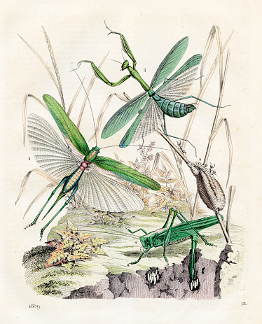 Locust: Grasshopper, short-horned grasshopper, praying mantis - Very rare plate from 