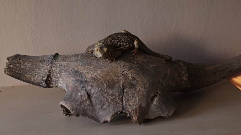 Close-up of iguana lying on buffalo skull bone