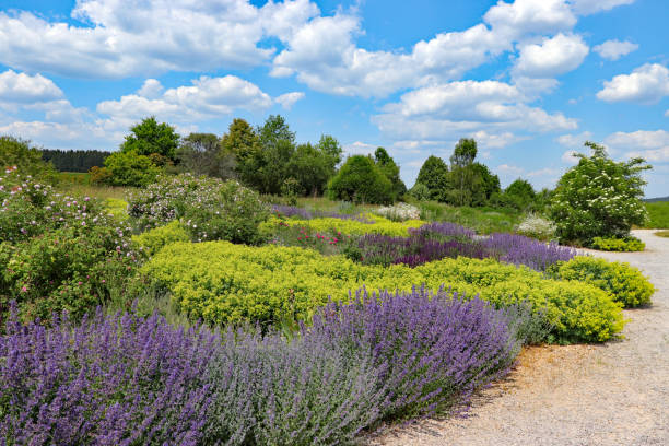 Herb and flower garden