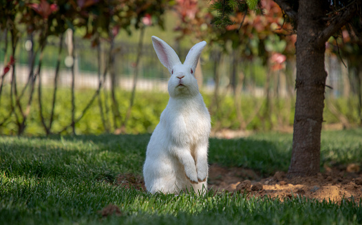 Rabbits are herbivorous animals. They eat most grasses, wild plants, tree branches, nuts, roots and fruits. Their instincts are very strong; They know very well how much of each plant they should eat. Thanks to their strong sense of smell, they immediately understand and do not eat poisonous herbs.