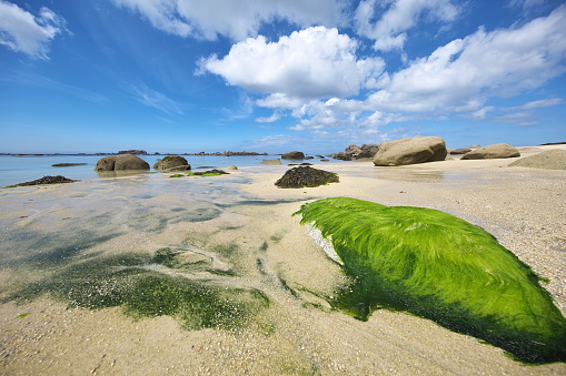 Stone covered with green algae photographed on the coast of northern Finistère between Meneham and Crémiou