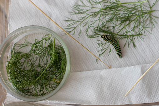 Top view of a swallowtail caterpillar (papilio machaon) feeded with fennel in a terrarium, top view.