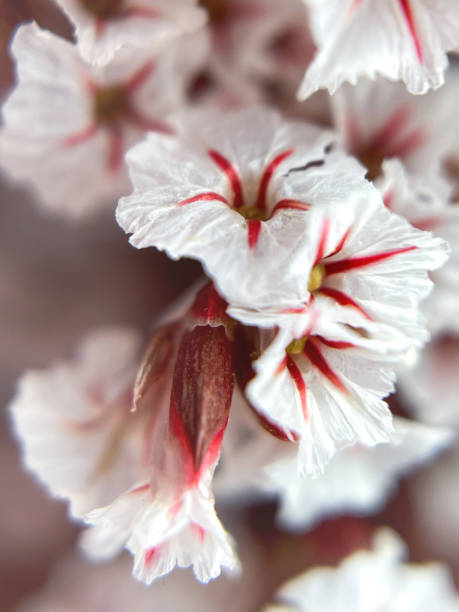 istock White flowers. Summer. Spring. Macro. Abstraction. 1501216599