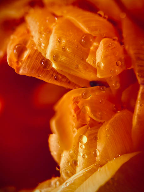 pequeñas gotas en los delicados pétalos de una flor. - cut out tulip close up drop fotografías e imágenes de stock