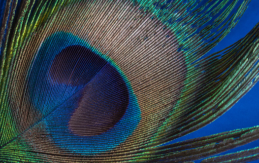 Close up detail of a Peacocks feather on a blue background