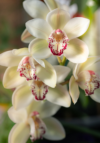 Close up of Orchids on a Sunny morning with selective focus