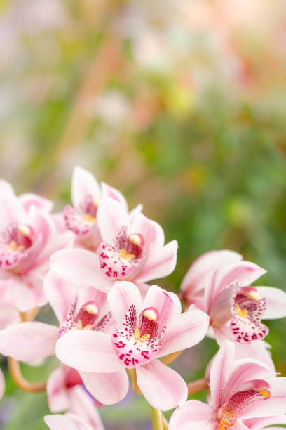 Close up of Orchids on a Sunny morning with selective focus and copy space