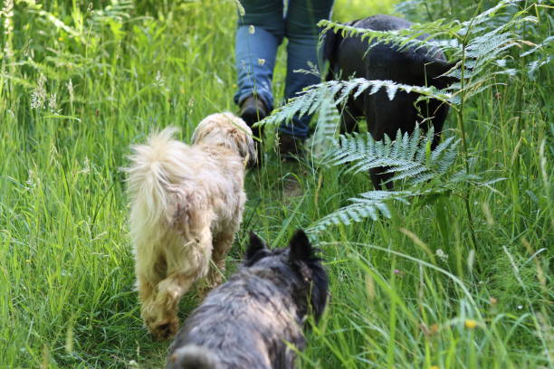 istock Dogs on a countryside walk, walking behind their owner 1501216896