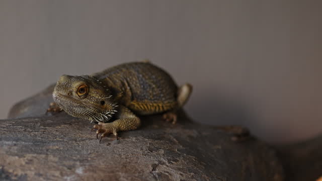 Lizard iguana lies on a buffalo skull bone