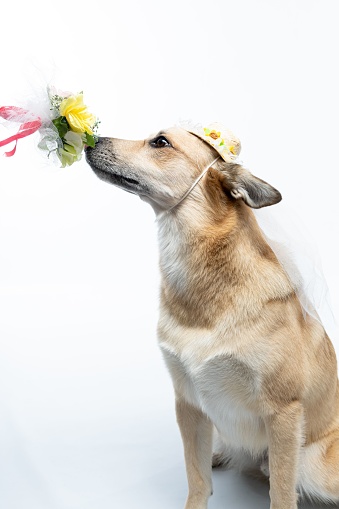 A Chinook dog wearing a white bridal veil and flower headpiece on a white background