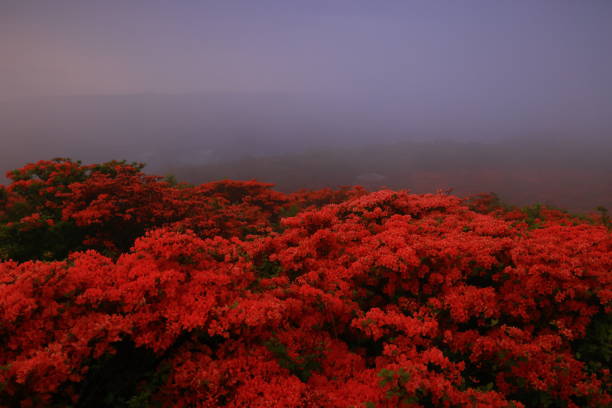 Azalea in macro