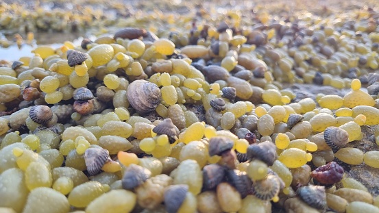 The close-up shot of snails among the seashore