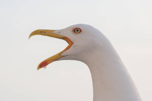 istock Close up image of seagull in the nature 1501233596