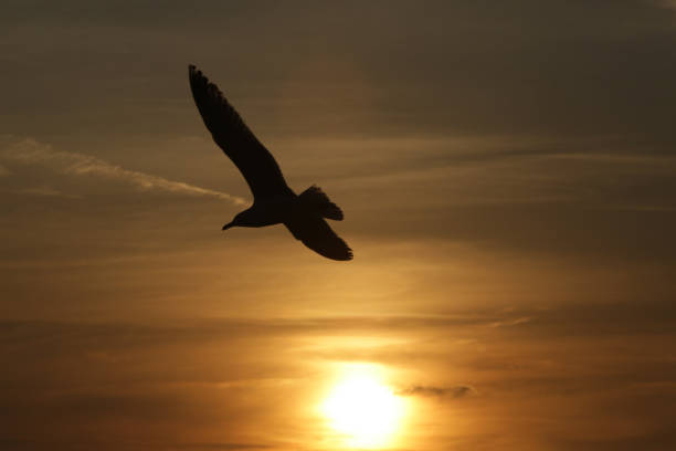 istock Silhouette of seagull flying over sky during sunset. 1501239913