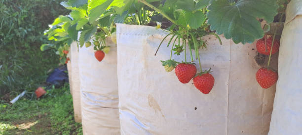 istock Ripe organic strawberry on the tree. 1501241589