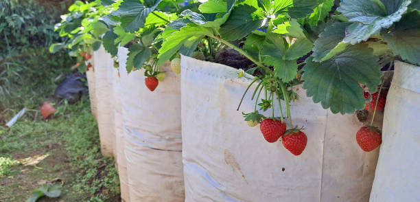 istock Ripe organic strawberry on the tree. 1501241590
