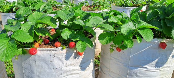 istock Ripe organic strawberry on the tree. 1501241615