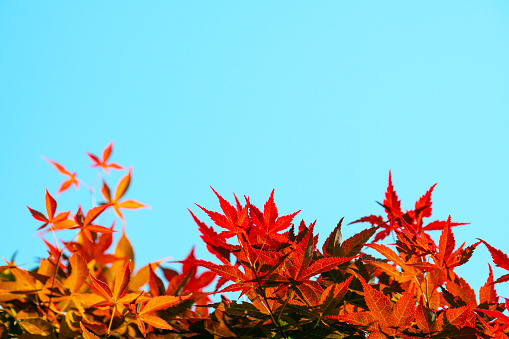 the blue sky and autumn leaves.