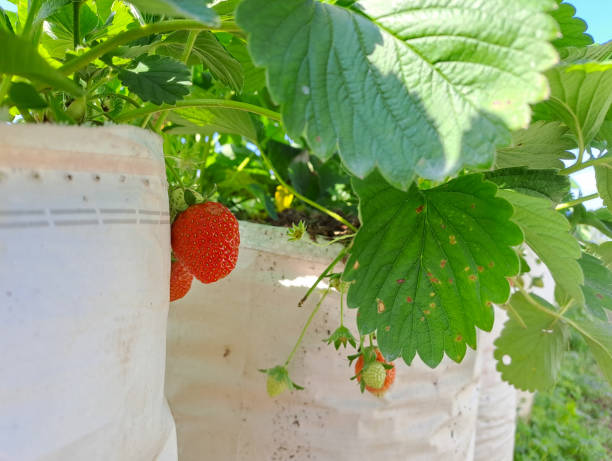 istock Ripe organic strawberry on the tree. 1501242924