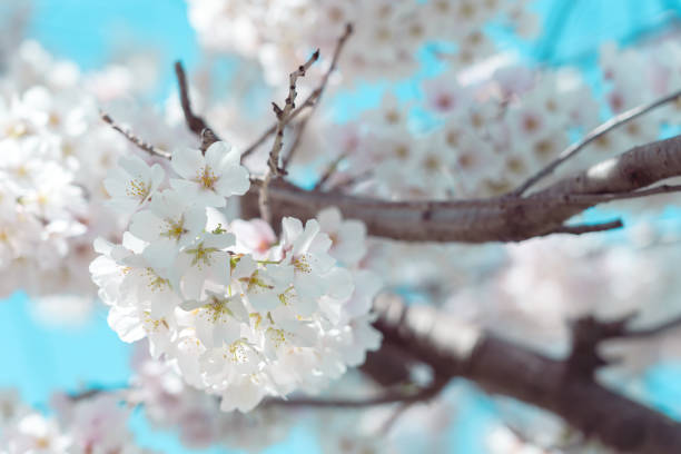 istock Cherry blossom in full bloom with blue sky 1501243066
