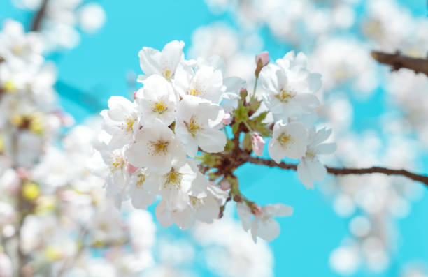 istock Cherry blossom in full bloom with blue sky 1501243076