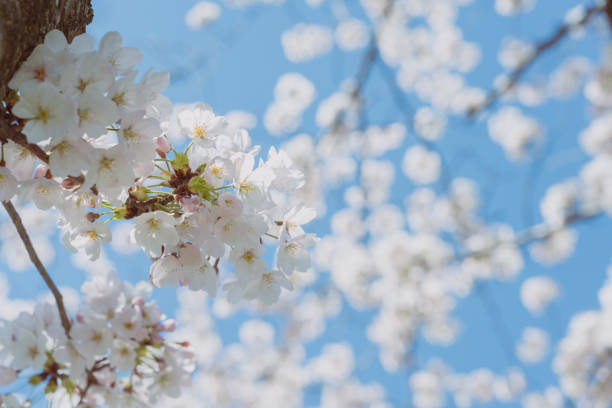 istock Cherry blossom in full bloom with blue sky 1501243080