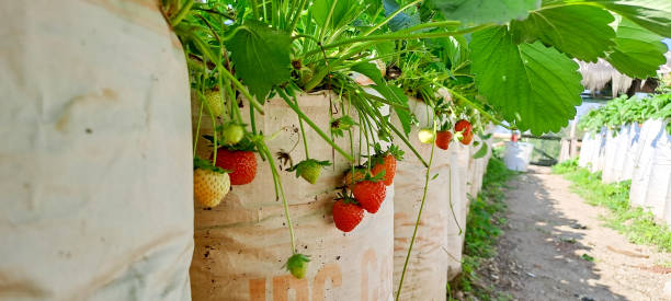 istock Ripe organic strawberry on the tree. 1501243240