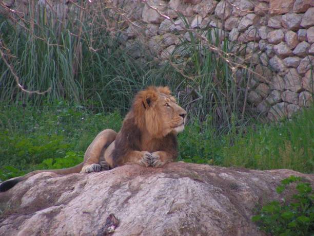 istock Lion on the rocks in Jerusalem biblical zoo 1501243670