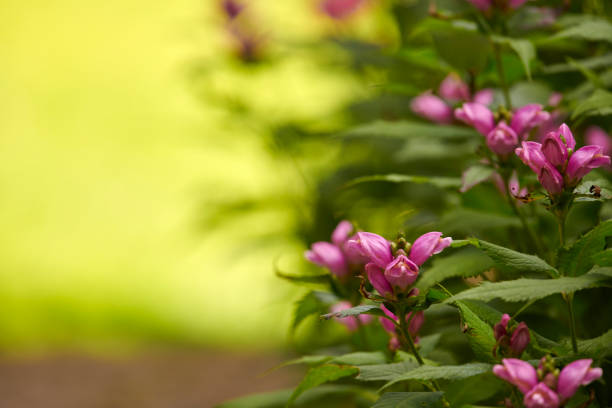 A photo of the garden in summertime
