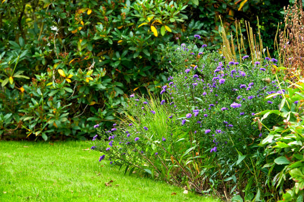 istock My summer garden! 1501243956