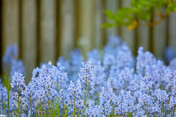 istock My summer garden! 1501243967
