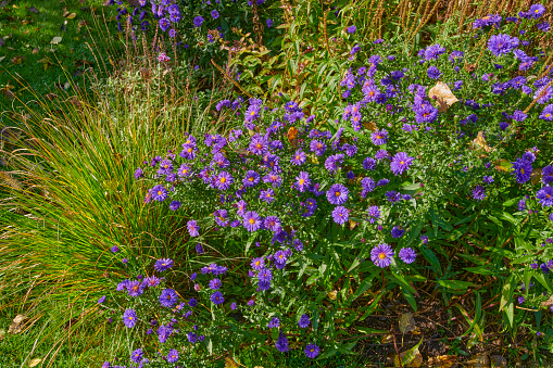 A photo of the garden in summertime